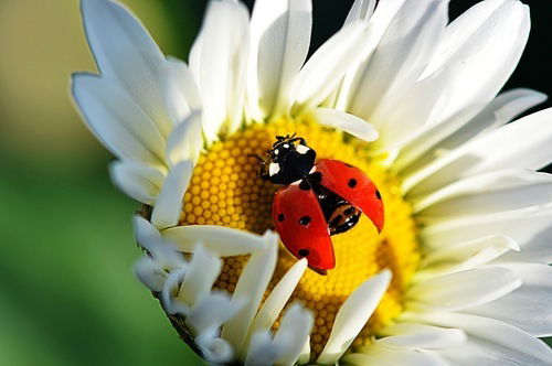 Татьяна Суровцева