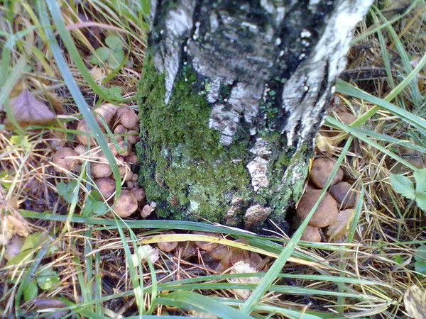 Елена Виноградова