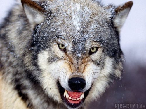 Игорь Завьялов