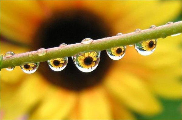 Зауреш Алиева