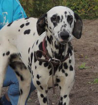 Луиза Тимофеева