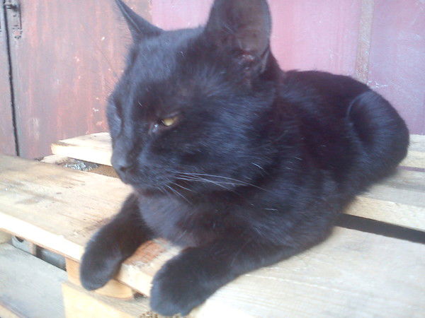 Олег Щебляков