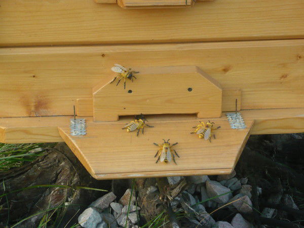 Саша Ожгихин