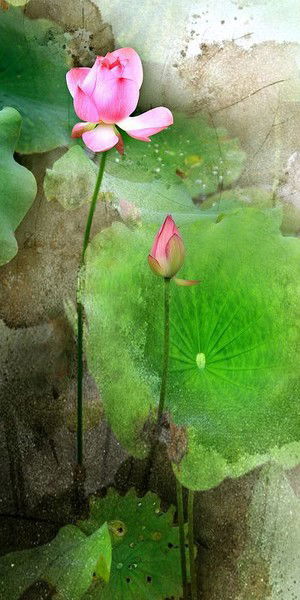 Елена Истомина