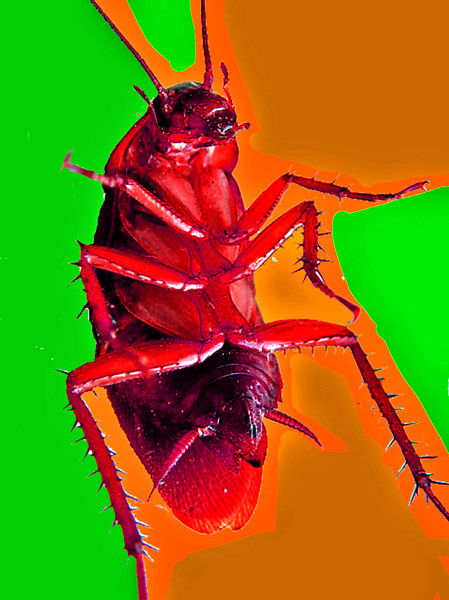 Максим Шараев