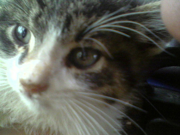 Татьяна Котива