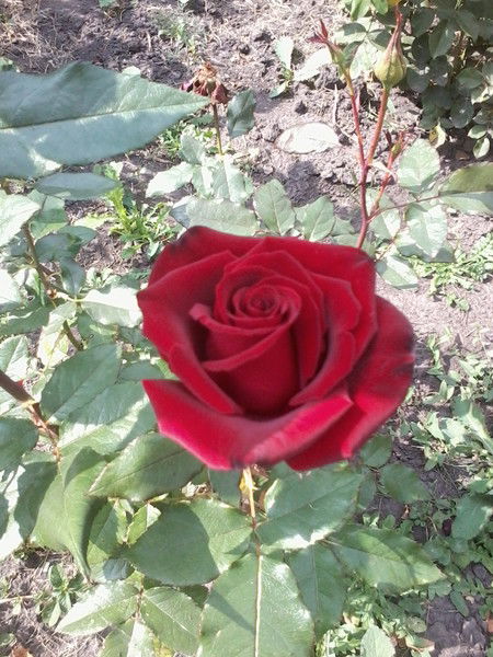 Ирина Савенкова