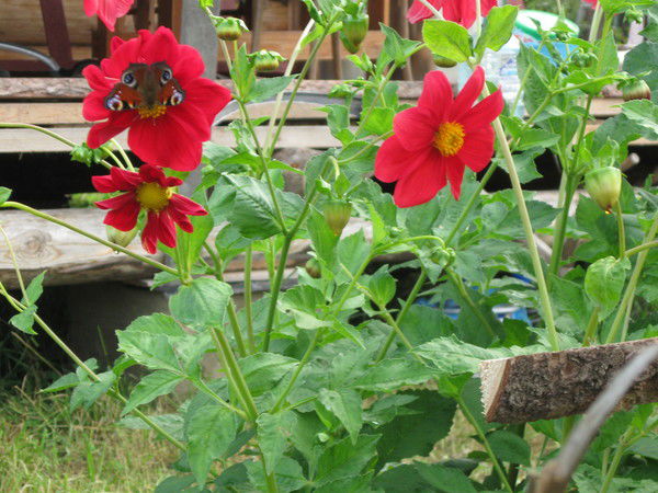 Анна Выхристюк