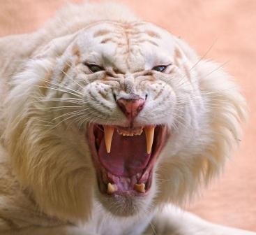 Алексей Попов