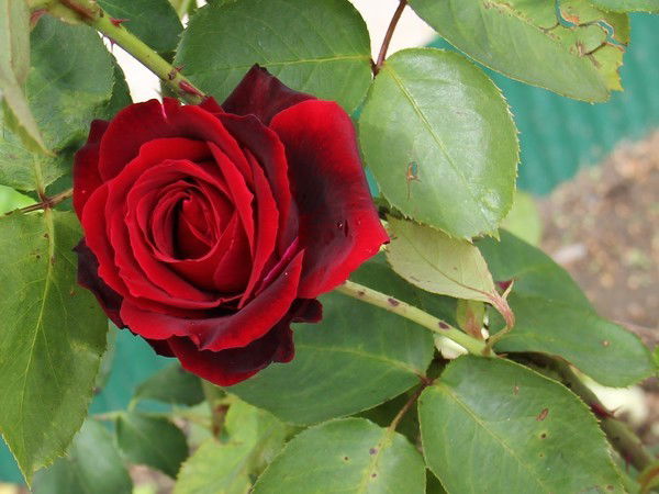 Гульжан Базарбаева