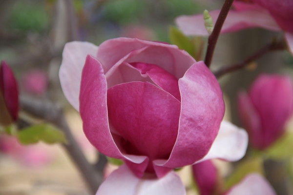 Шакурова Лейсан