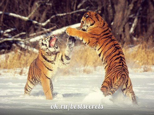 Алексей Игнатков