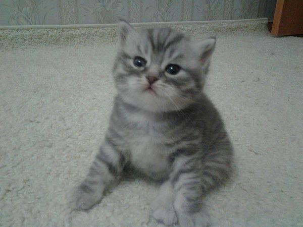 Александр Елков