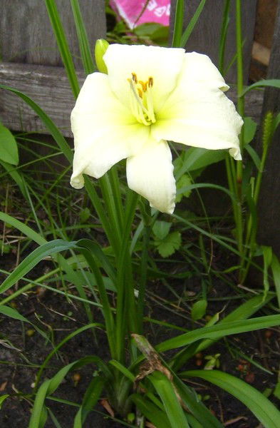 Светлана Кондрат