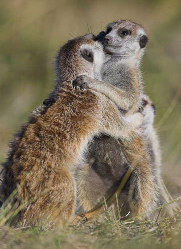 Елена Коновка