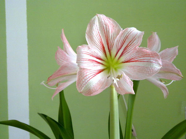 Анна Петрова