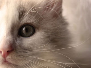 Ирина Кальчева