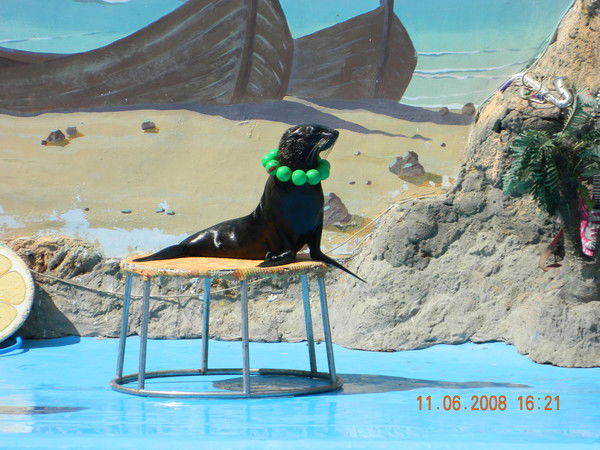 Николай Цуркан