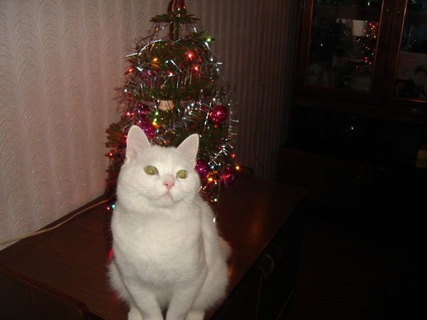 Нина Макарова