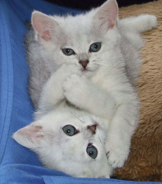 Люба Вознесенская