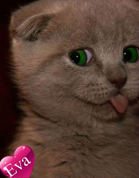 Самига Чемарева