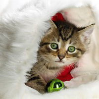 Вика Королёва