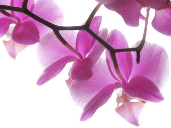 Восьмое Чудо Света