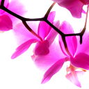 Восьмое Чудо Света