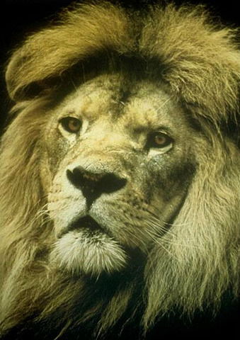 Александр Крутченко