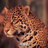 Тимур Александров