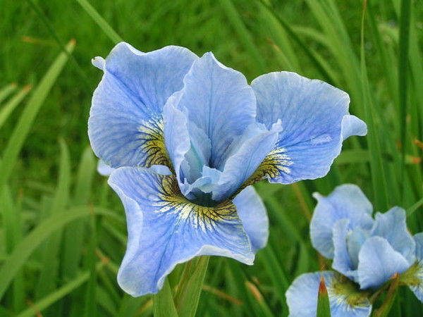 Елена Смирнова