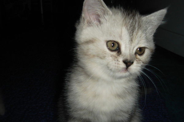 Тамара Есина