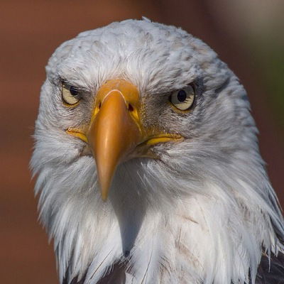 Коля Тюменский