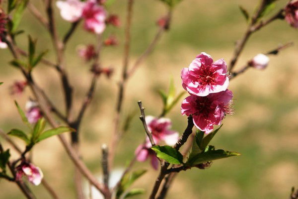 Сурайё Тилавова
