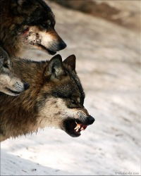 Алимбек Баатырбеков