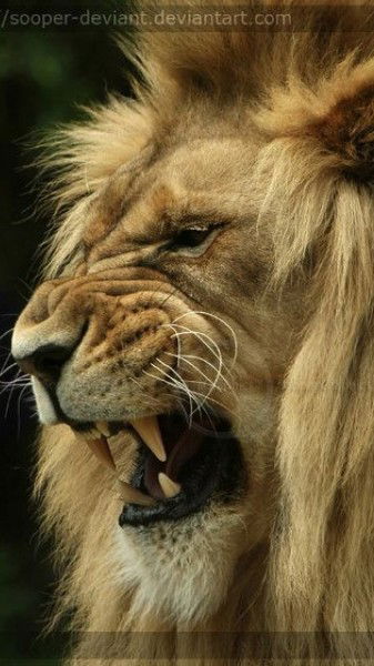 Виталий Чиминёв