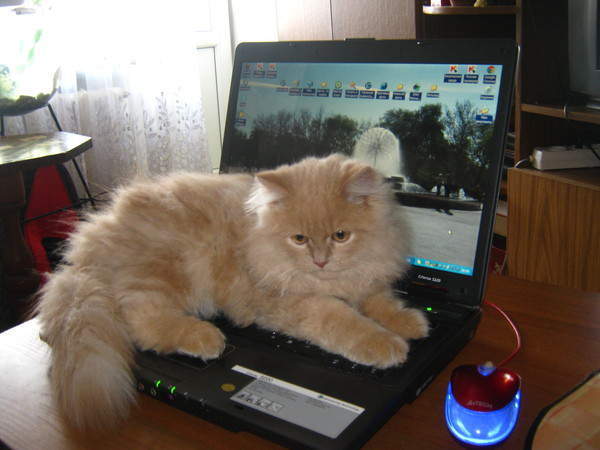 Наку Занзалиева