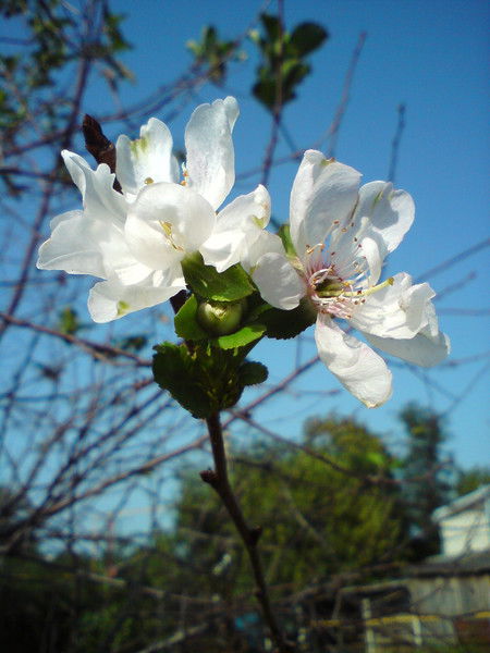 Наташа Первушкина