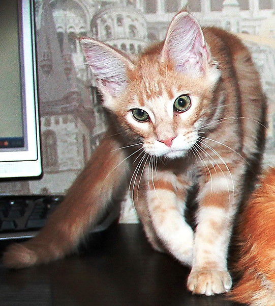 Ирина Бажина