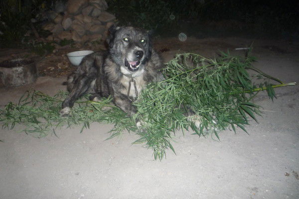 Лёха Гребенюк