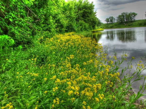 Елена Емельшина