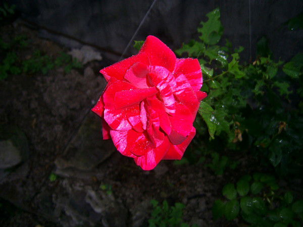 Наташа Добрынина