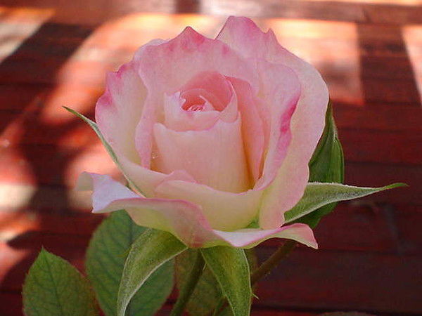 Татьяна Ковальчук