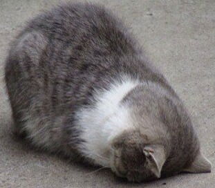 Одинцова Светлана