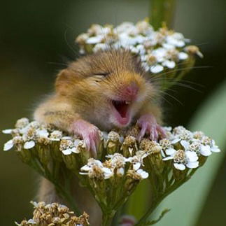 Хомячок Хома