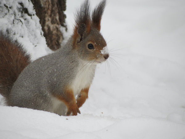 Нина Стешенко