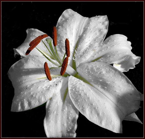 Лилия Кретова