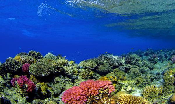 Илья Макаревич