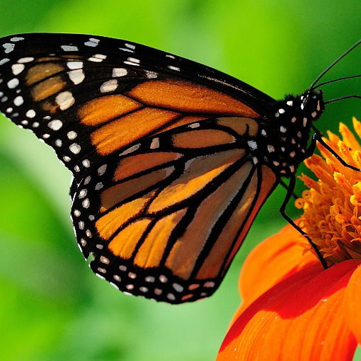 Светлана Макарова