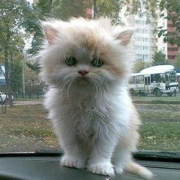 Кристина Севастьянова